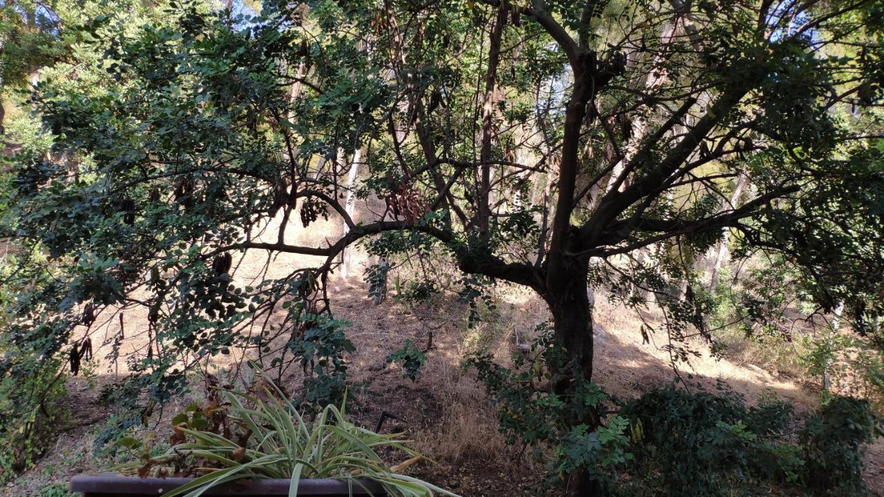 Fabulosa Casa Del Arbol Malaga Zewnętrze zdjęcie